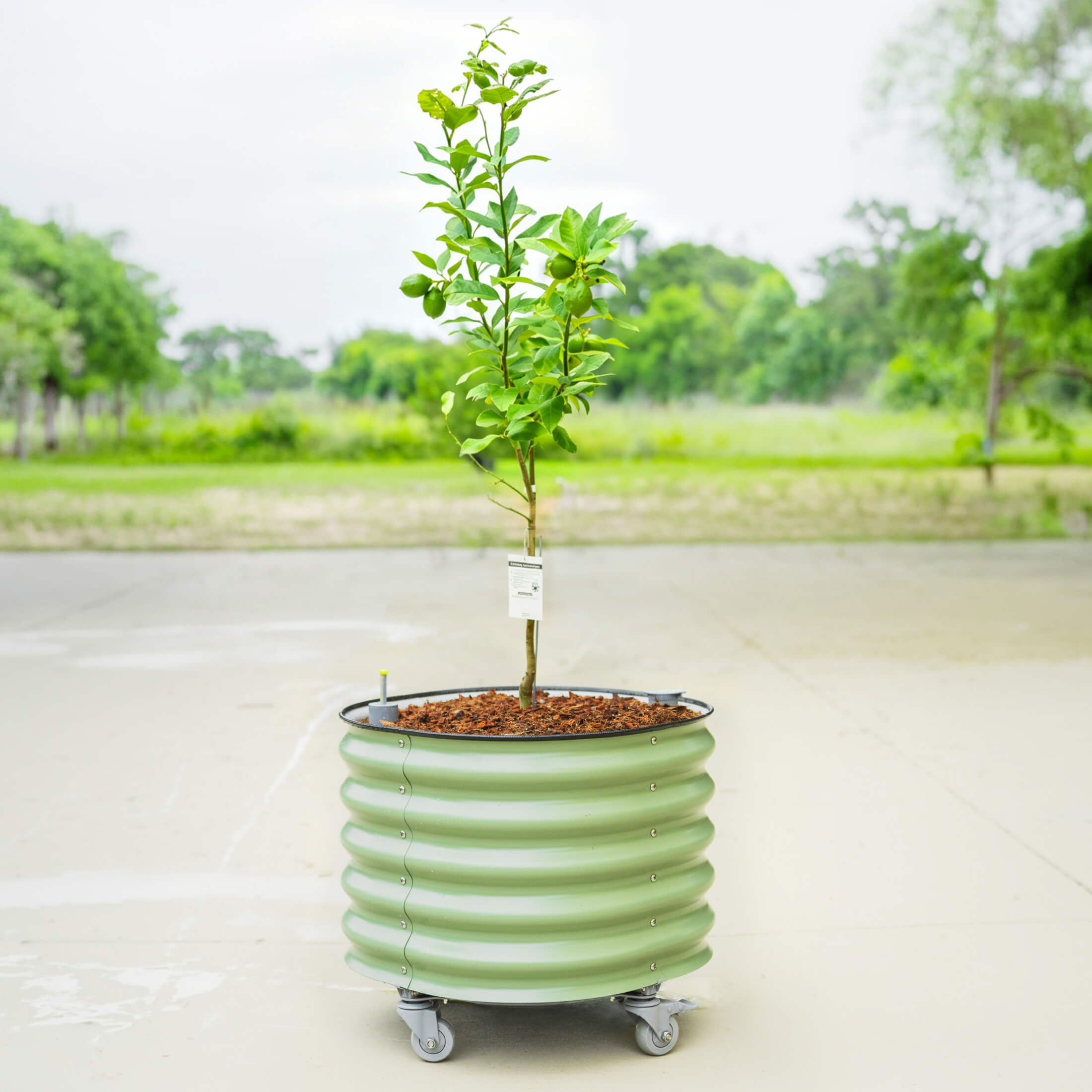 Self-Watering Rolling Citrus Tree Planter - 114 Liters