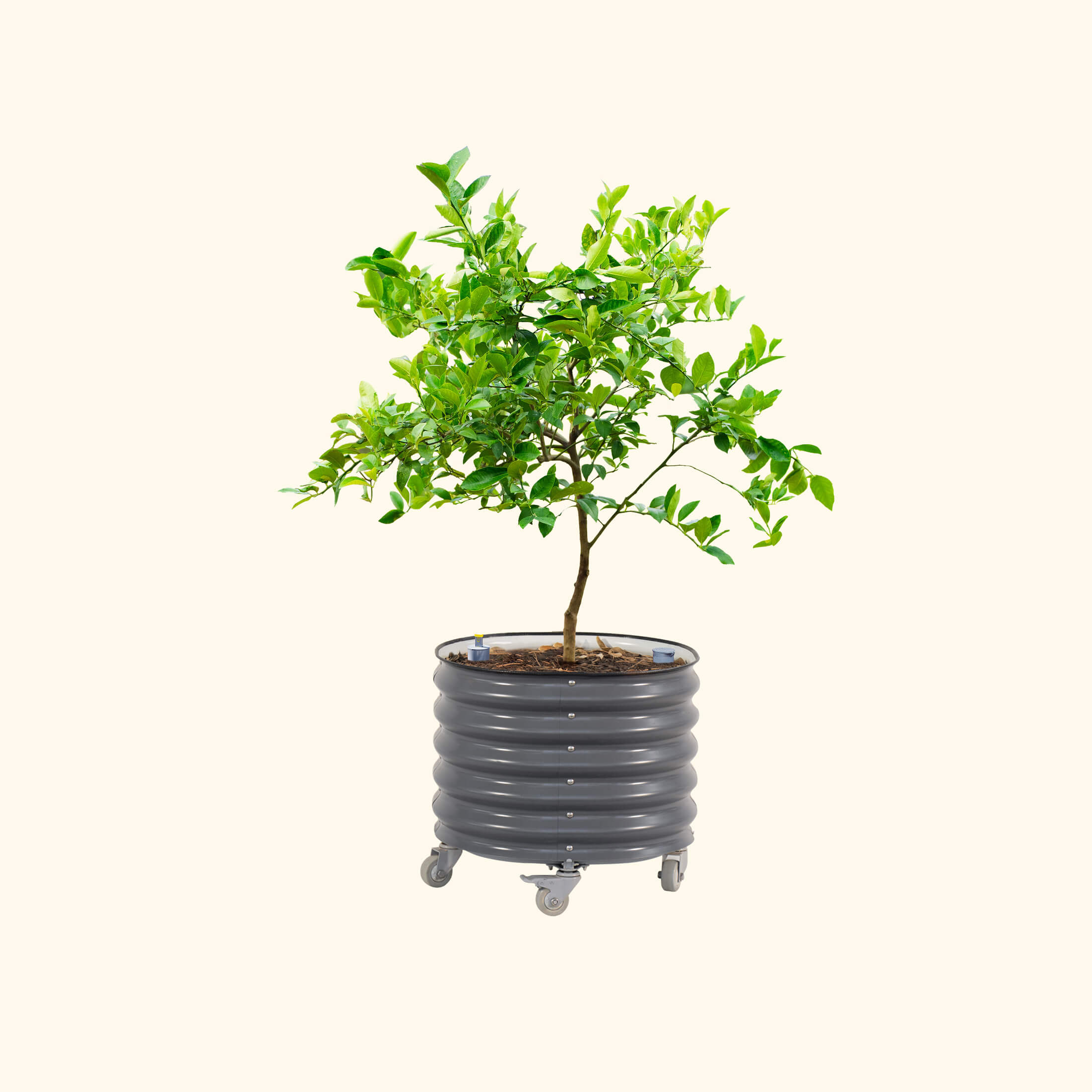 Self-Watering Rolling Citrus Tree Planter - 114 Liters