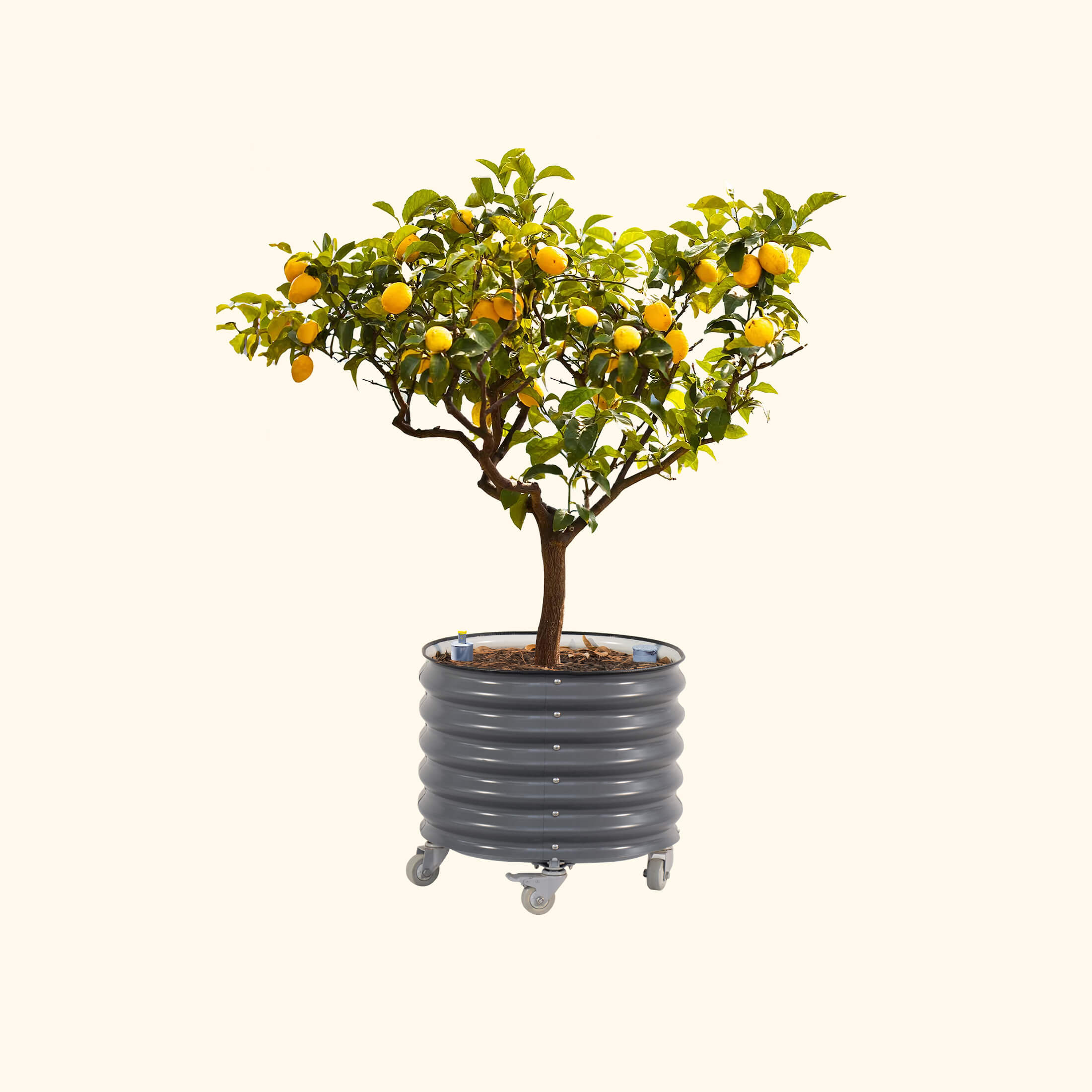 Self-Watering Rolling Citrus Tree Planter - 114 Liters