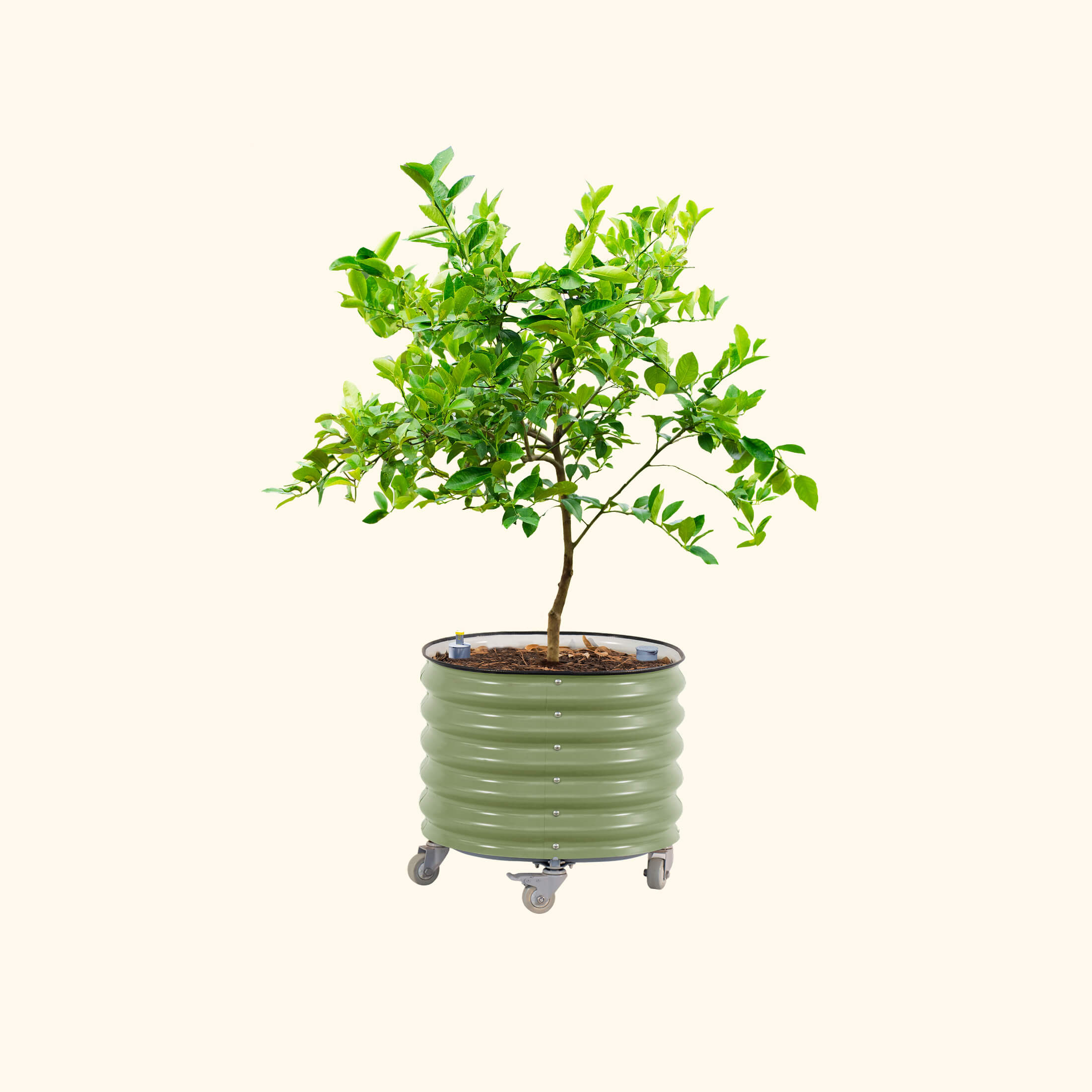 Self-Watering Rolling Citrus Tree Planter - 114 Liters