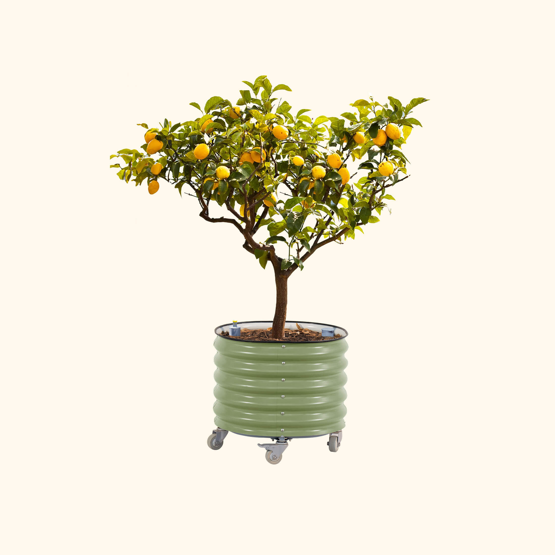 Self-Watering Rolling Citrus Tree Planter - 114 Liters