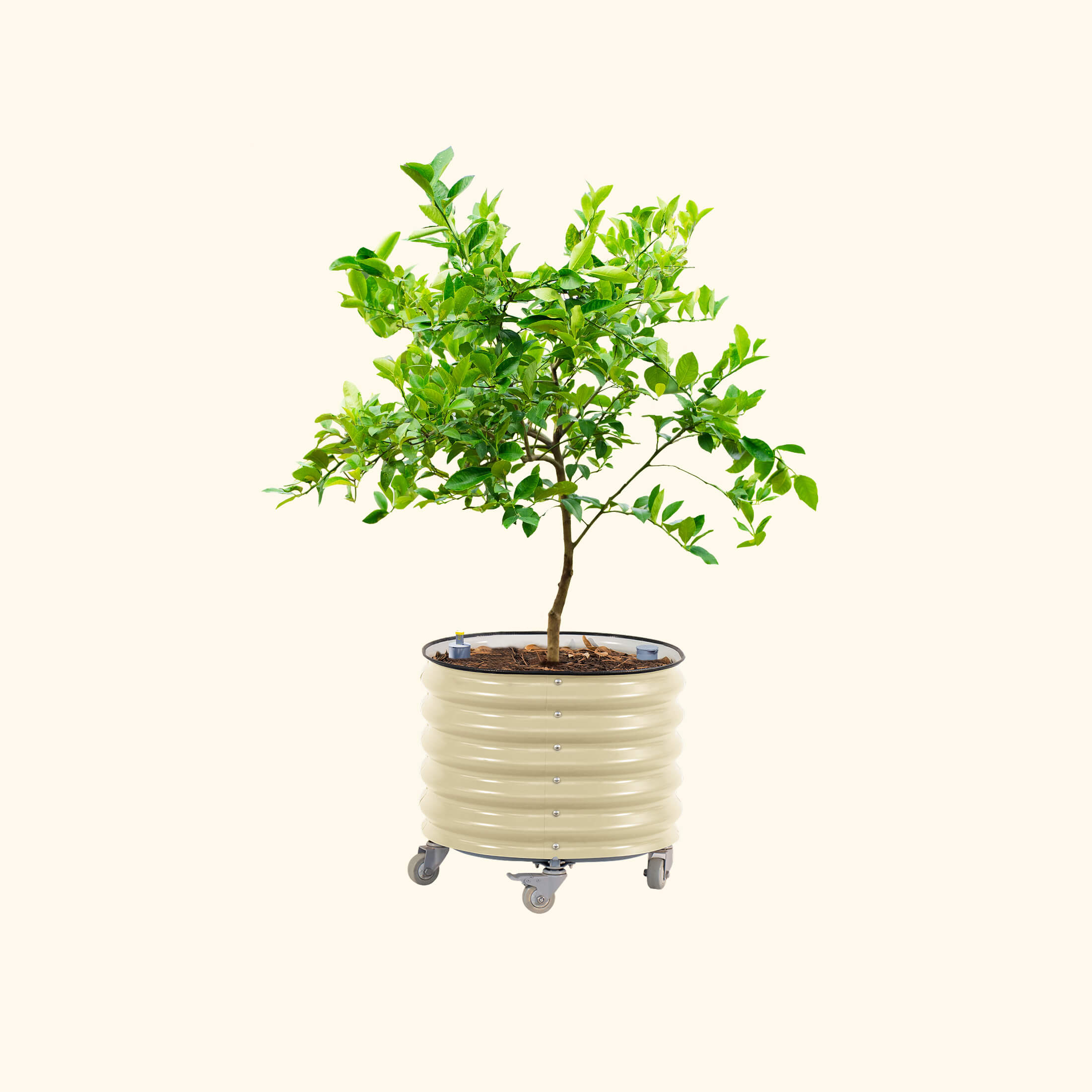 Self-Watering Rolling Citrus Tree Planter - 114 Liters