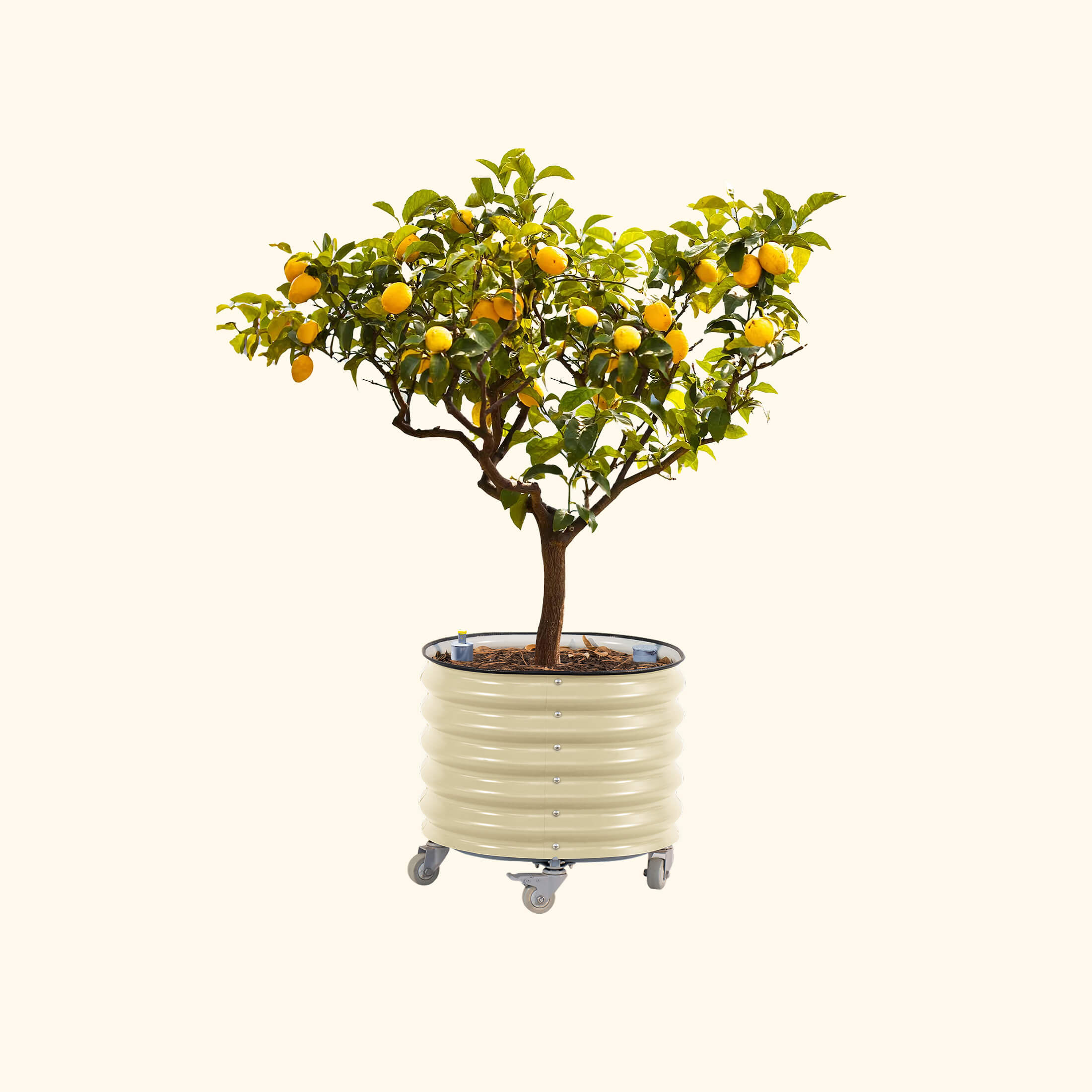 Self-Watering Rolling Citrus Tree Planter - 114 Liters